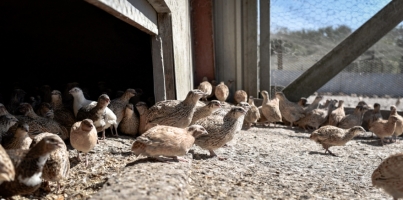 Building and aviary for quail