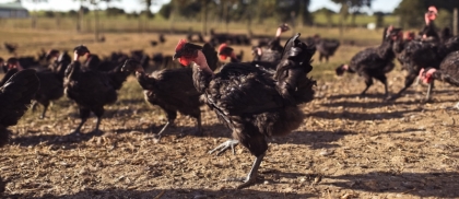 Grassy runs for free range black leg chicken