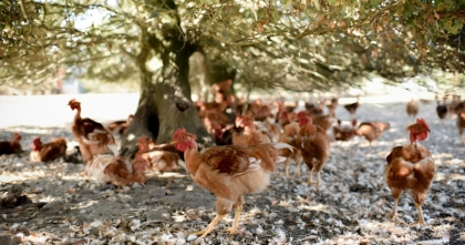 Freiland Gelbschenkel Huhn